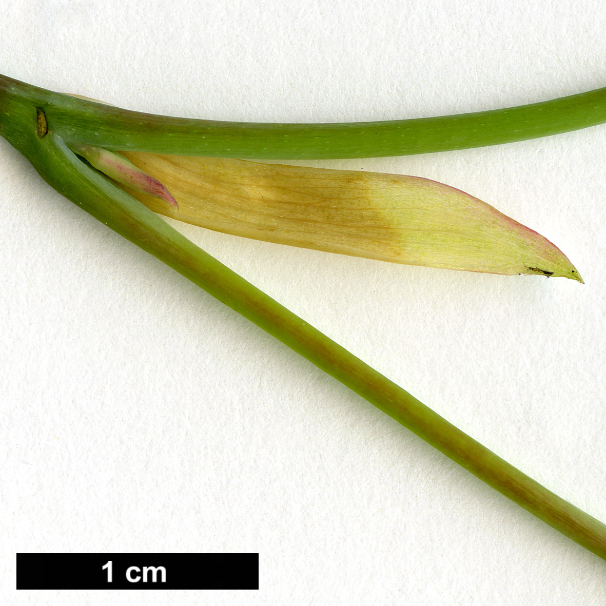 High resolution image: Family: Hamamelidaceae - Genus: Corylopsis - Taxon: sinensis - SpeciesSub: var. calvescens